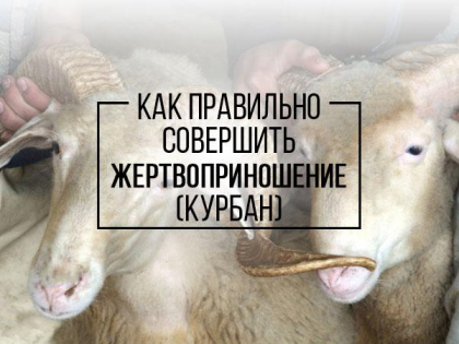 Как правильно совершить жертвоприношение (курбан)