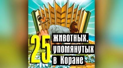 25 животных, упомянутых в Коране