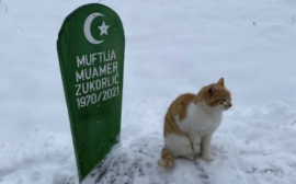 Кошка муфтия не покидает могилу хозяина после его смерти